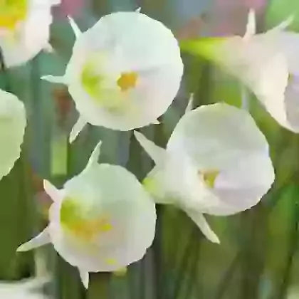 White Petticoat